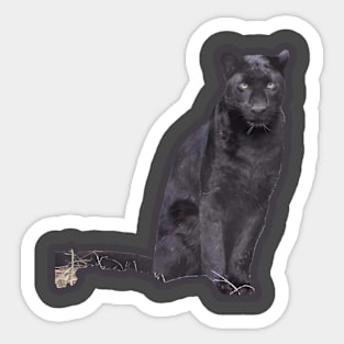 Black Leopard Sticker